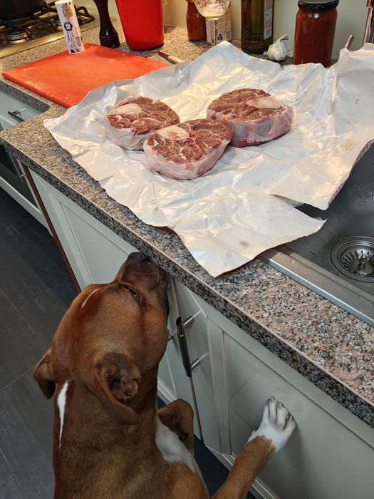 Gizmo snuffelt aan vlees in de keuken