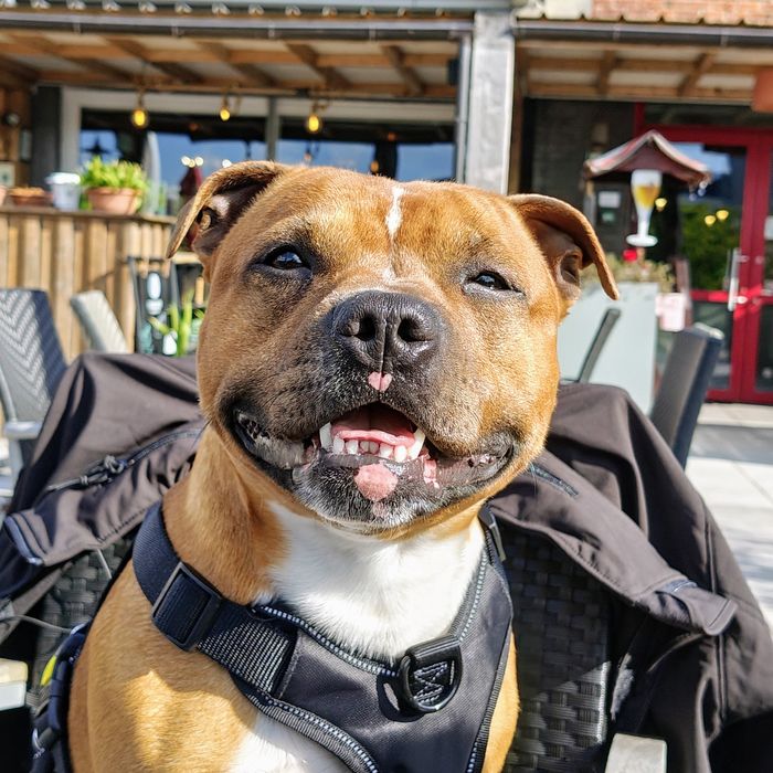 Gizmo lacht breed op een terras