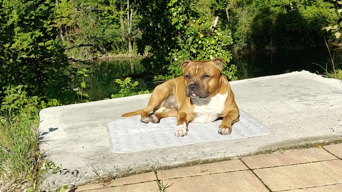 Gizmo rust op een betonplaat bij water