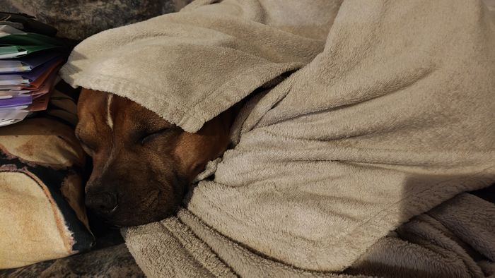 Gizmo slaapt onder een deken