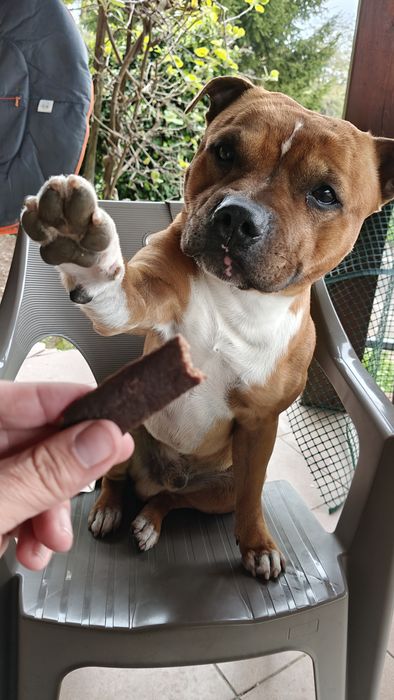 Gizmo geeft een high five voor een snack