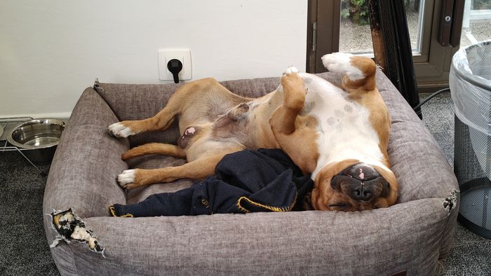 Gizmo slaapt ondersteboven in zijn mand